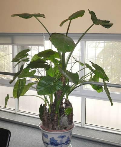 合适,滴水观音有何风水寓意在家养和风水的作用