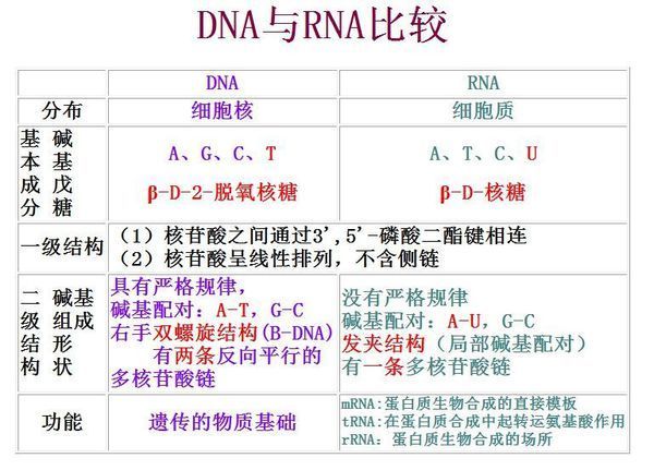 DNA与RNA的区别_360问答