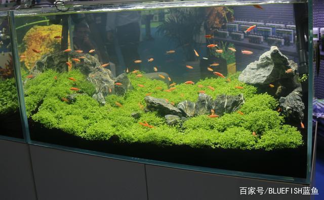 小魚(yú)缸加氧氣有用嗎視頻（小魚(yú)缸加氧氣有用嗎視頻講解）