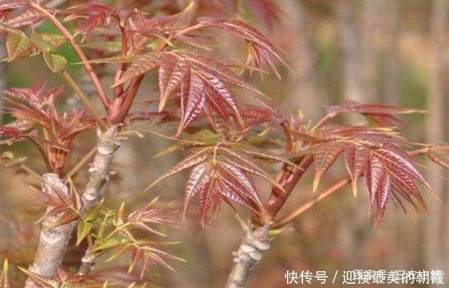 现在能种香椿树吗 t010335918ad64de6d6.jpg