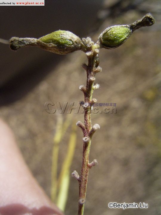 黄芫花_360百科