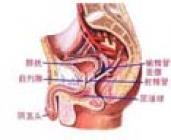 急性附睾丸炎后的结节能靠药物消掉么_360问