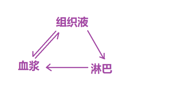 血浆淋巴液组织液之间的关系