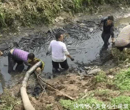 老家5年没干过的水池，把水抽干竟发现这个！大哥：吃了它！