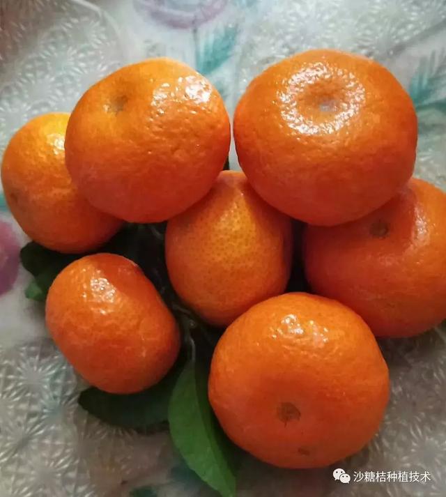 盖膜延迟采摘沙糖桔,更要及时补充营养恢复树