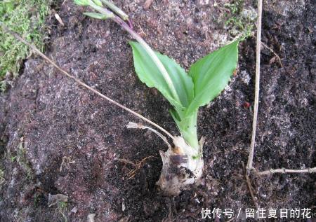 农村这种野生物，别看普通，如今价值高，老人称为”借母怀胎”