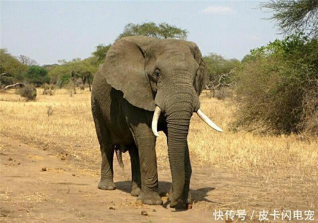 非洲象和亚洲象的长相如此接近 为什么难以杂