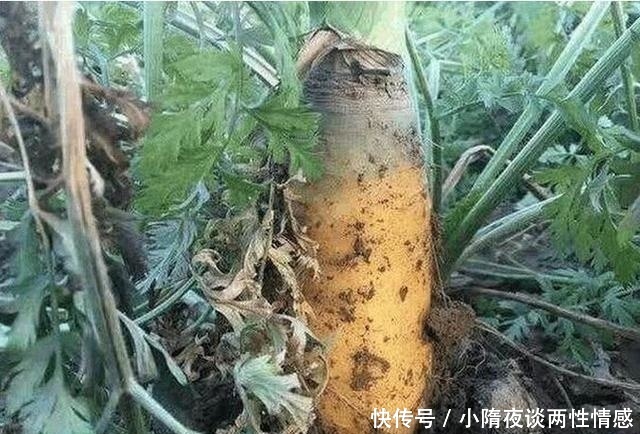 这美食又是蔬菜又是水果，生长在农村价格不便宜，营养价值很高！