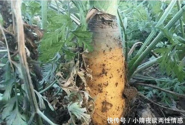 这美食又是蔬菜又是水果,生长在农村价格不便宜,营养价值很高!