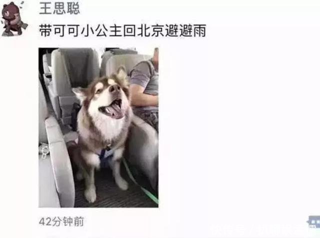 明星养宠 吴亦凡的泰迪最萌, 朱茵的藏獒最大, 