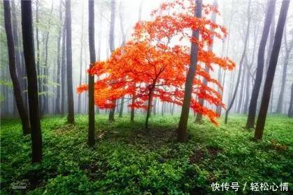 做人淡而久香,不争,不俗