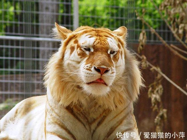 狮虎兽和虎狮兽来自不同群族的双胞胎,打架谁会赢! ag百家乐网站