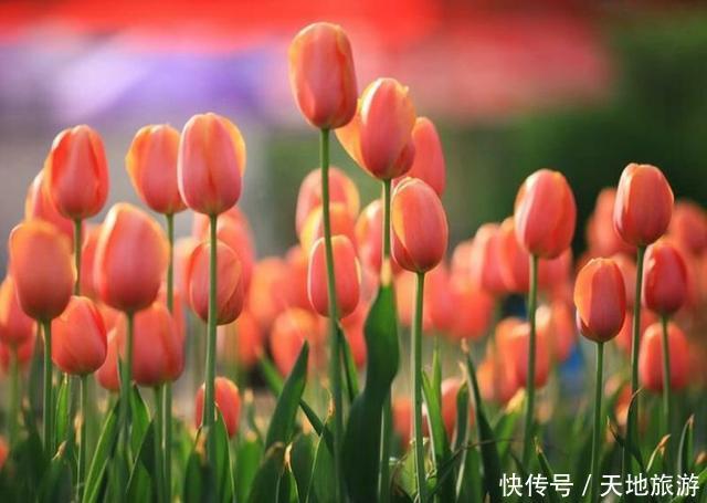 花卉摄影:醉人郁金香