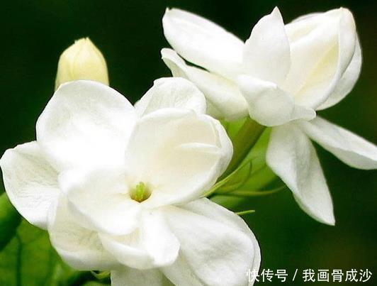 夏天不如养这些花朵,花美色艳,开花不断美翻天,越晒越娇艳 美高梅真人网址