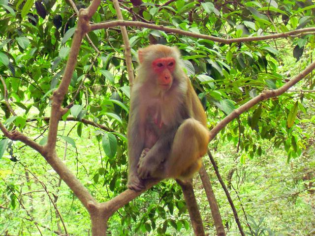 在张家界国家森林公园 我们遇到了这群小可爱