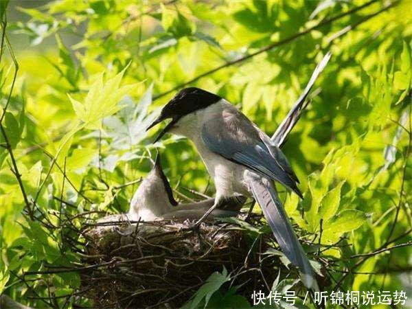 下周开始，3大生肖运旺财多，财库丰隆，天天大鱼大肉不差钱！