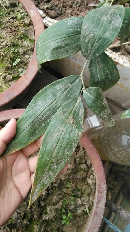 有一种植物叶茎酷似生姜,根部发出紫色可以当菜吃图片图片