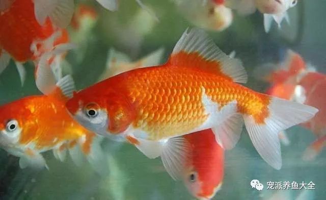 <strong><mark>arowana</mark></strong> in Mysłowice: Your One-Stop Shop for Exotic Fish in Southern Poland