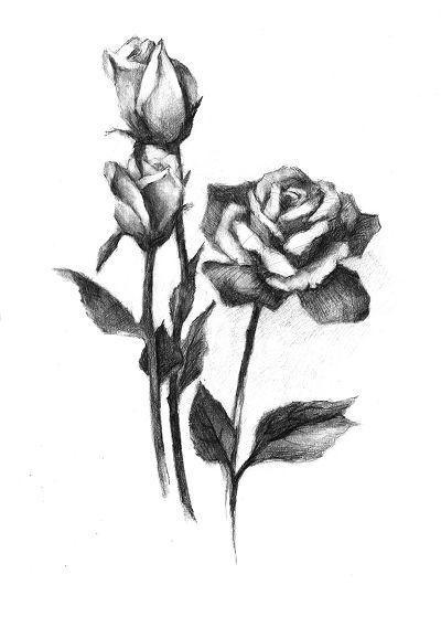 怎样画素描玫瑰花