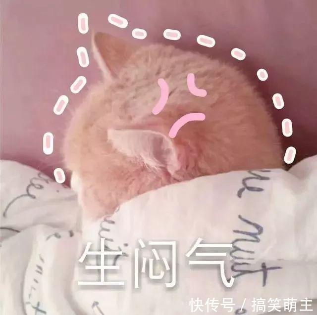 卖萌头像表情:你这个小可爱,电你喔宠萌猫咪表情包图片