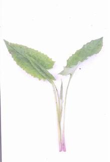 东风菜