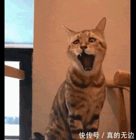 表情拍下了猫打哈欠的表情,主人也太狰狞了,看小模样包动态一休和尚图片