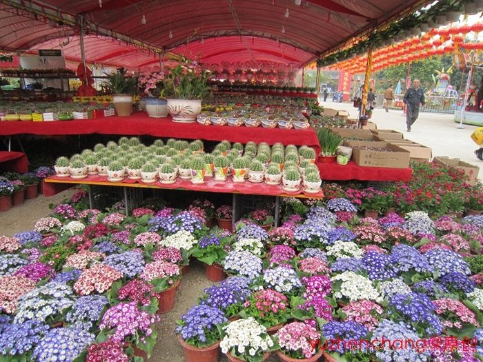 春城迎春花市 花香繁花似锦