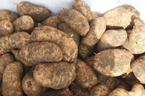 提供天麻菌种,种子,蒴果,回收成品。技术支持。