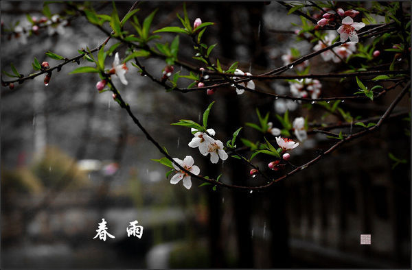 绵绵春雨润万物,点点绿意吐新枝是什么意思_