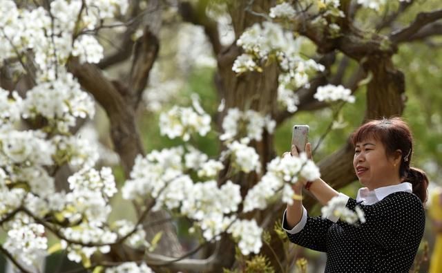 南疆香梨树开花始期及花期气象条件预报