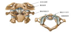 概述寰枢关节 atlantoaxial joint 是第一颈椎寰椎和第二颈椎枢椎之间