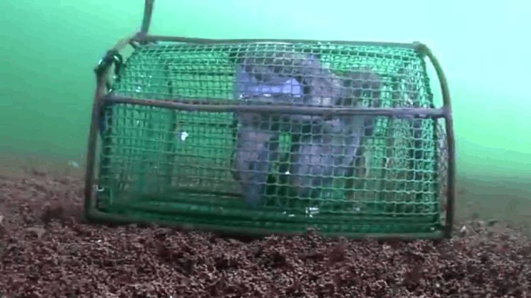 男子在网箱放入诱饵投入海底做实验,可接下来这一幕让他傻眼了