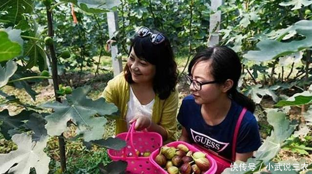 农民种植它一亩收入3万多元,儿子放弃工作回来帮忙!