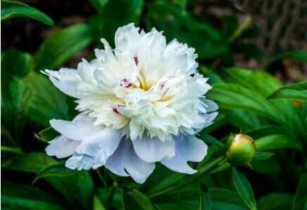 如何冶过敏性鼻炎中药方