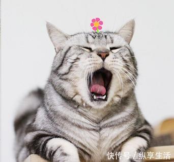 一只活成动态的猫,每一张都变成图片壁表情包哭的黄子韬表情手机图片