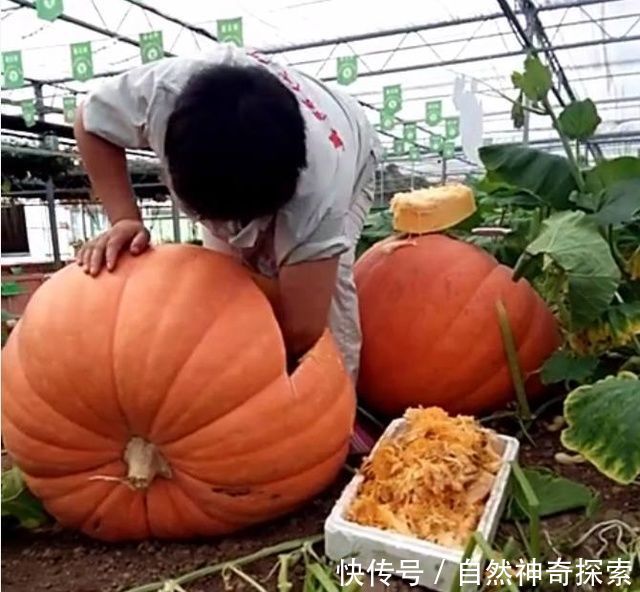 农民每年辛苦种地，今年意外种出五十斤的南瓜，辛苦终于有了回报