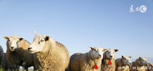 不同月份出生的属羊人,命运也是不同的!