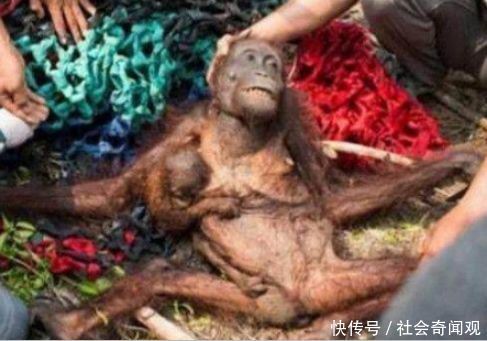 一场森林大火过后,救援人员发现一具尸体,走近后让所有人哽咽了