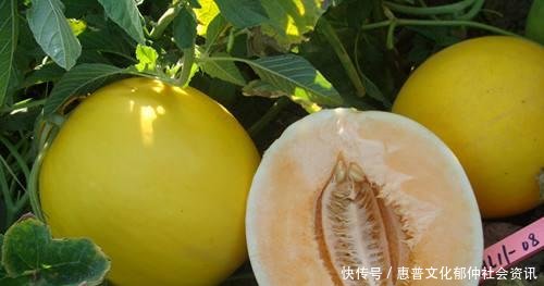 从日本引进的酸甜瓜果,全国农村争抢种植,一亩