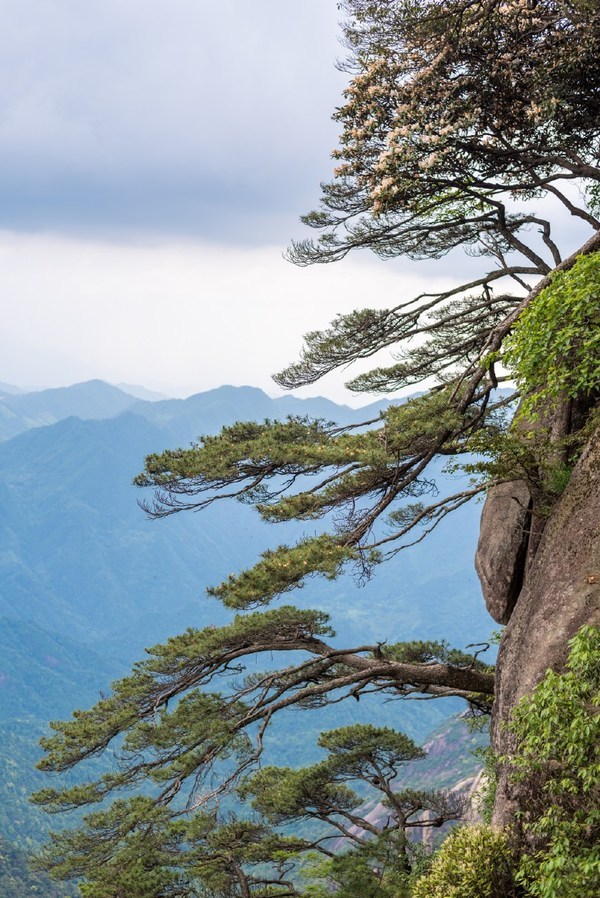 与黄山类似,山上长满了松树,造型奇特,奇松也成了三清山的特色景观之