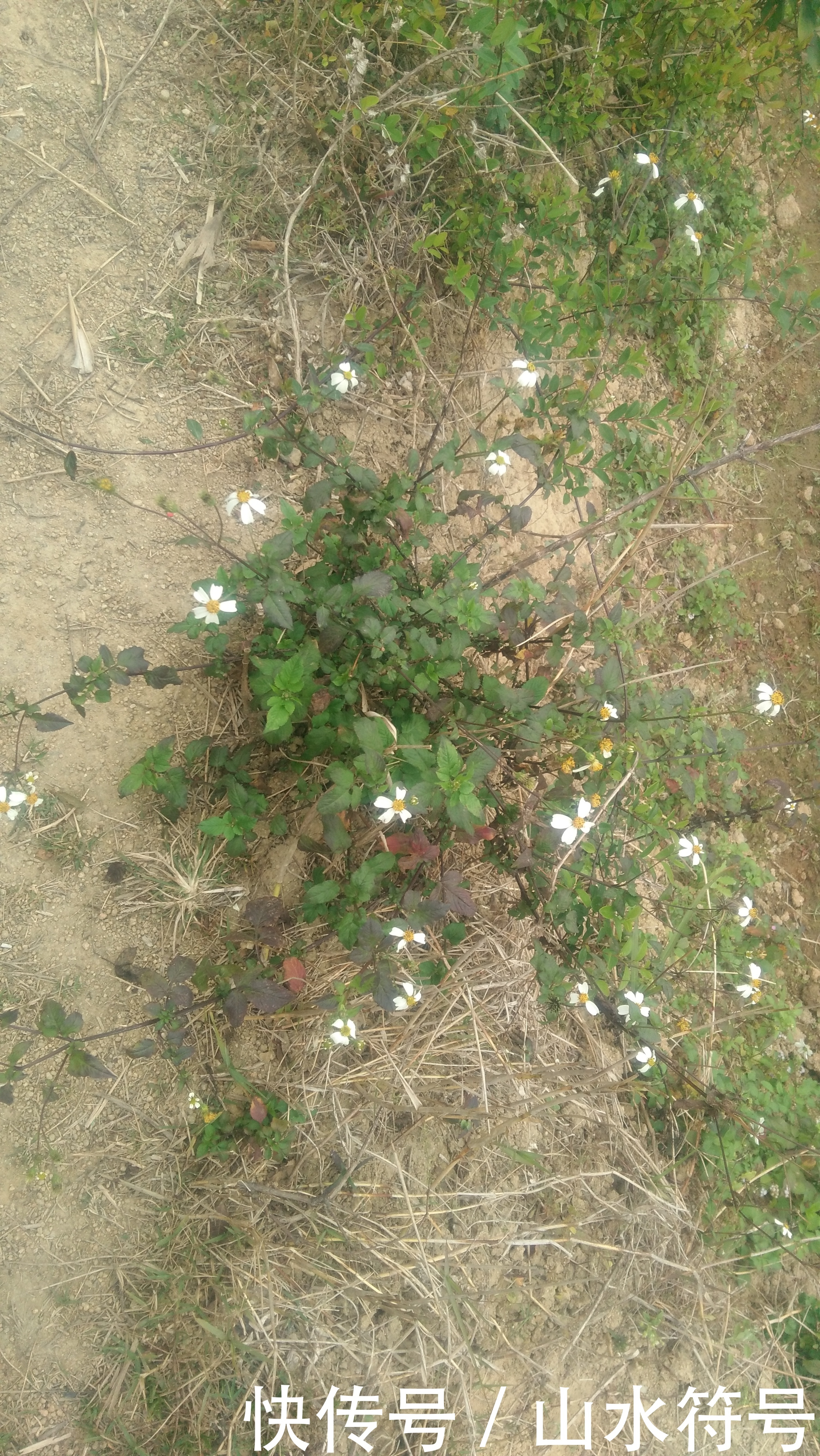 春节后的农田景象广西浦北县白石水