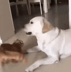 搞笑gif:朋友你多吃点,多长点毛,我吃你就行了