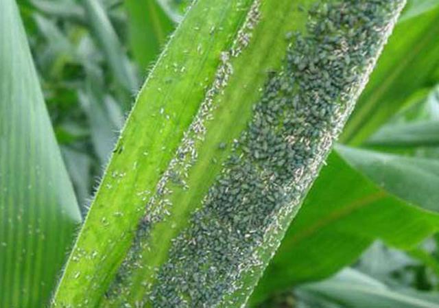 用什么方法可以治蚜虫 t01111be978f578f5a0.jpg?size=640x449