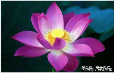 心理学四朵莲花,你最喜欢哪朵测你这辈子最幸运的是什么 优德w88官方手机版