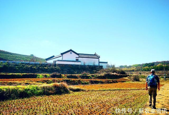 农村长相奇特的野果子,可治“耳鸣”,市场卖到了10元一斤