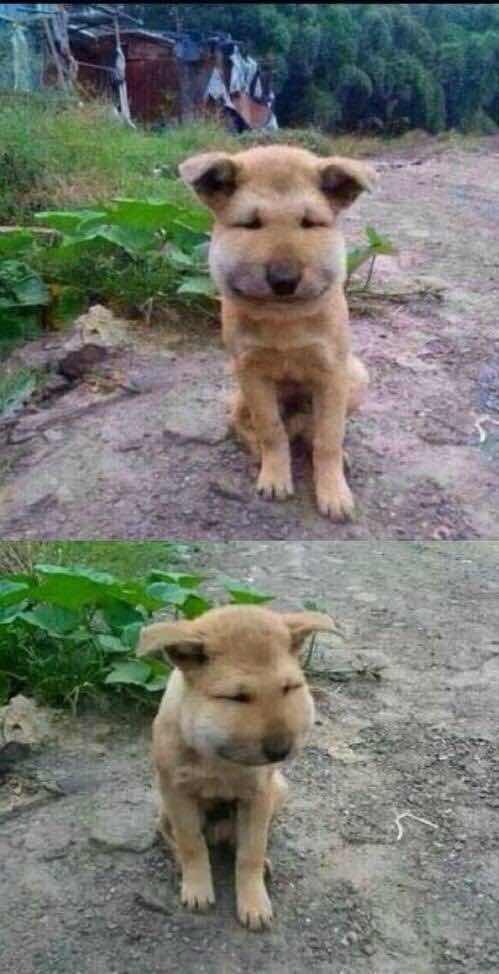 被蜜蜂蛰了的狗