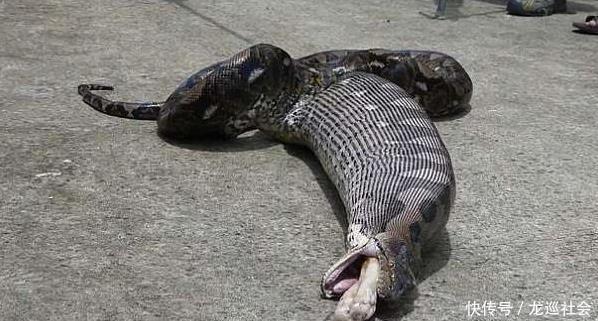 美女养了一条蟒蛇,发现它竟然吃了自己的孩子