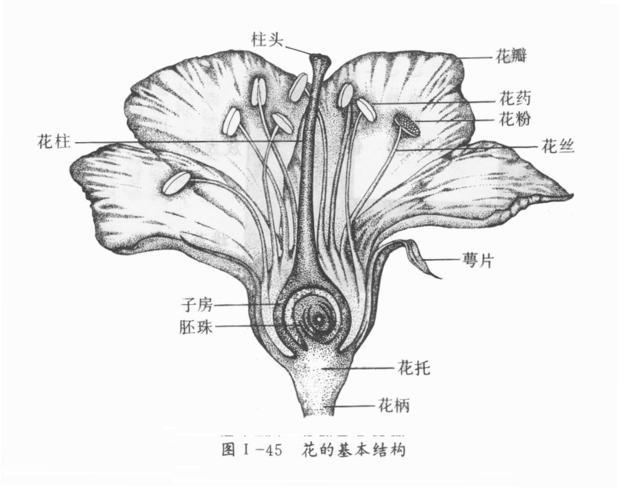 一朵油菜花由萼片,花瓣,雄蕊,雌蕊构成.这句话是对的么?