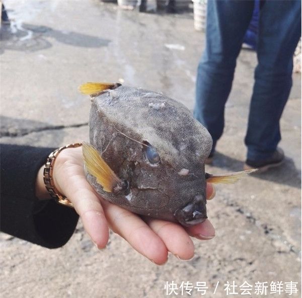 男子海边钓到一方形鱼,高兴拿去市场卖,路人说出鱼的来路他扔掉