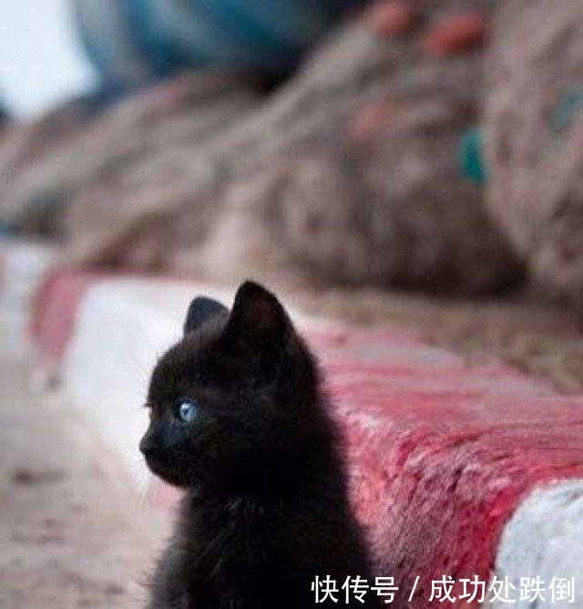办公室养了两只小流浪猫,男同事对它们的态度